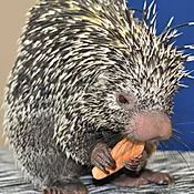 Porcupines