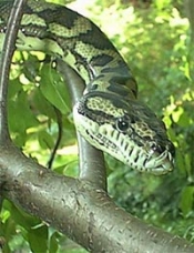 Carpet Python image