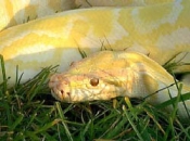 Albino Burmese Python image