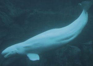 beluga